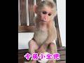 96/Little Monkey Youyou Has His own Exclusive Little toilet #cutelittlemonkey #monkey... Unfold