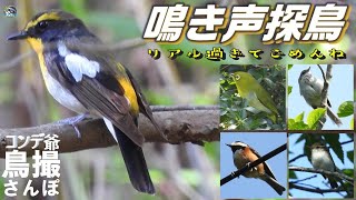コンデジ鳥撮散歩 初夏の鳴き声探鳥 兵庫県・北播磨 - YouTube