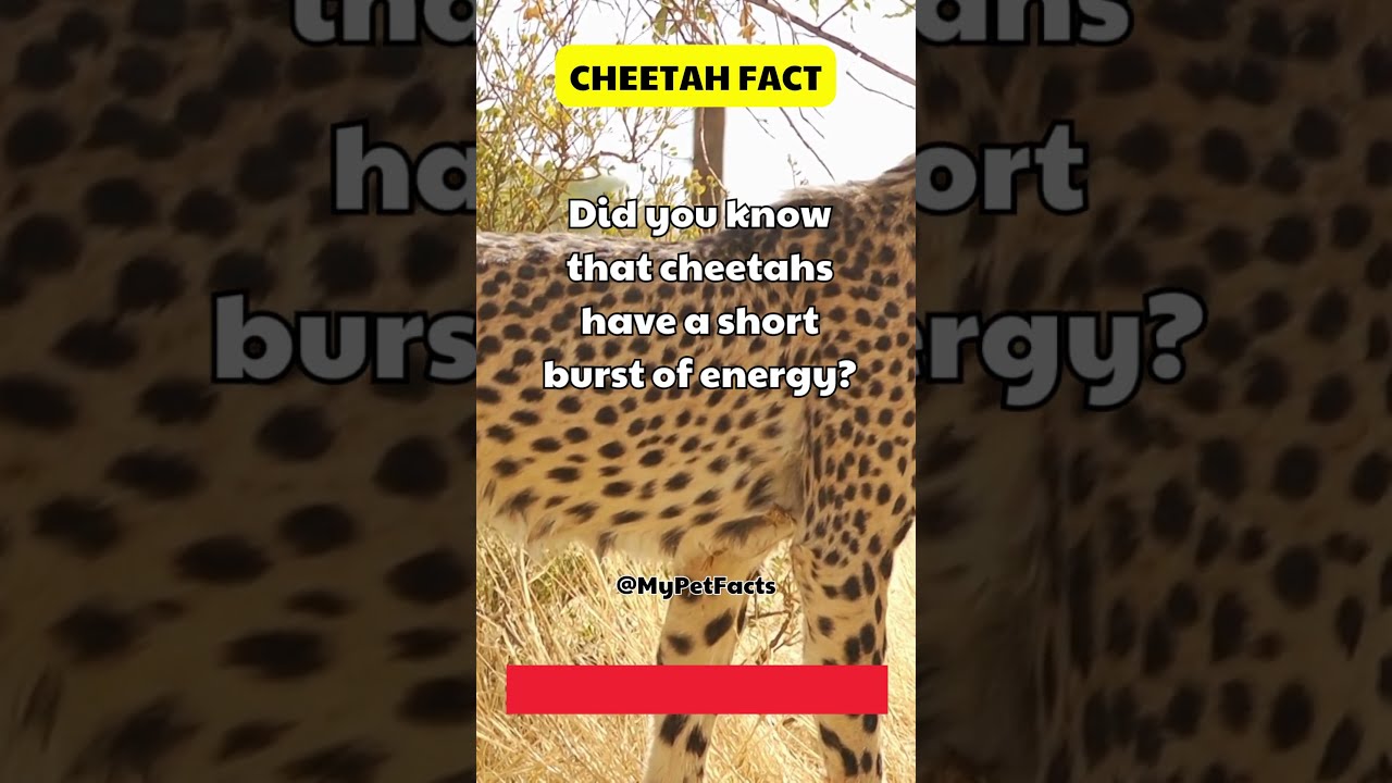 Why Cheetahs Don T Last Long Cheetah Cheetahfact Animals Animalfact Shorts
