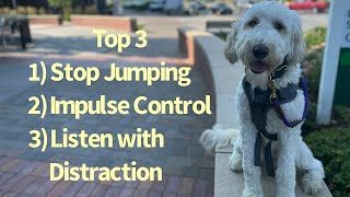 Marley - 9 mo. Old Golden Doodle - Dog Training Omaha Nebraska, Off Leash Dog Training