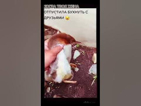 Прошу вас рассмотреть возможность поставки - YouTube