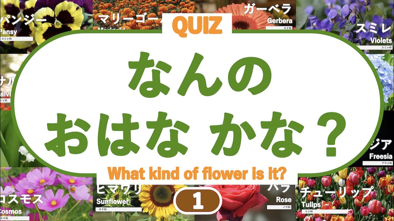 Remember the words] What kind of flower is it? (Let's learn Hana's