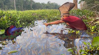 Catching Betta Fish And Wild Betta Fish In The Lake Unbelievable Catching (Episode 72)