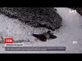 Працівники американського зоопарку зафільмували панду під час забавок в снігу