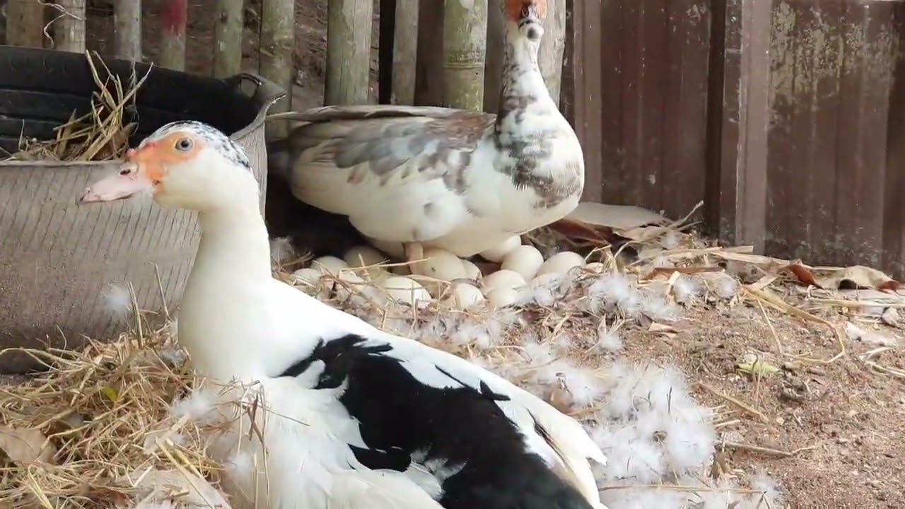 วิธีสังเกตุว่าเป็ดไข่ดูยังไง?