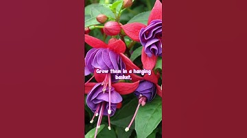Fuchsias Almost Flower ALL Year🌺