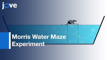Morris Water Maze Experiment l Protocol Preview