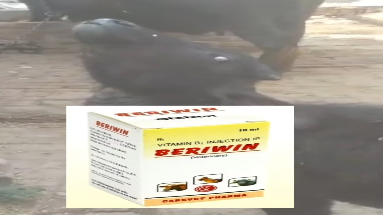 जानिए ठंढ और PEM के बीच छिपा थियामिन का राज!