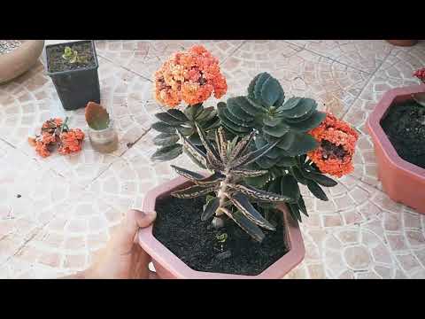 فيديو: كيفية زراعة نباتات مارموراتا العصارية: نصائح للعناية بالنباتات النضرة