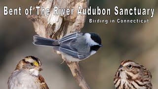 Birding at Bent of The River Audubon sanctuary in Connecticut.