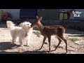 Dog Taking Care Of An Abandoned Baby Water Deer Just Like Her Real Brother | Kritter Klub