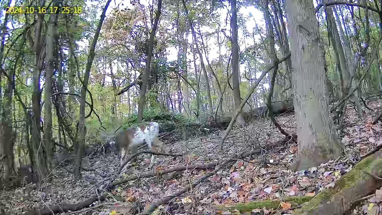 Rare Sighting: Piebald Deer Captured on PixCams Trail Camera!