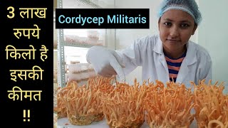 3 लाख रुपये किलो है इसकी कीमत || Cordycep Militaris || Hello Kisaan