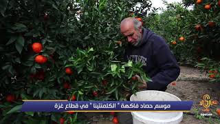 موسم حصاد فاكهة “ الكلمنتينا ” في قطاع غزة