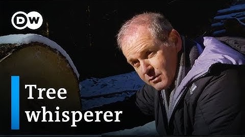 Italy: The man who turns the trees of South Tirol into music | Focus on Europe