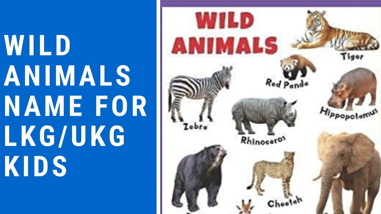 Wild Animals Name For Lkg Ukg Class In Hindi Wildanimalsname Forestanimals Zooanimals Youtube