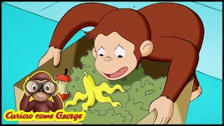 scarica episodi curioso come george