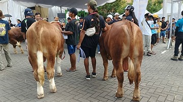 5 BESAR KELAS BABY ( PEDET ) || KONTES SAPI TERBESAR APPSI DKI JAKARTA‼️