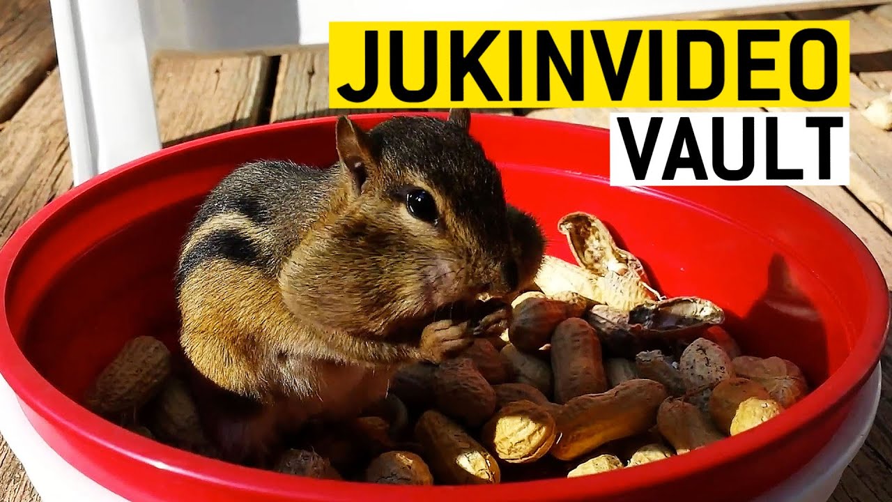 Cutest Animal Compilation from the JukinVideo Vault