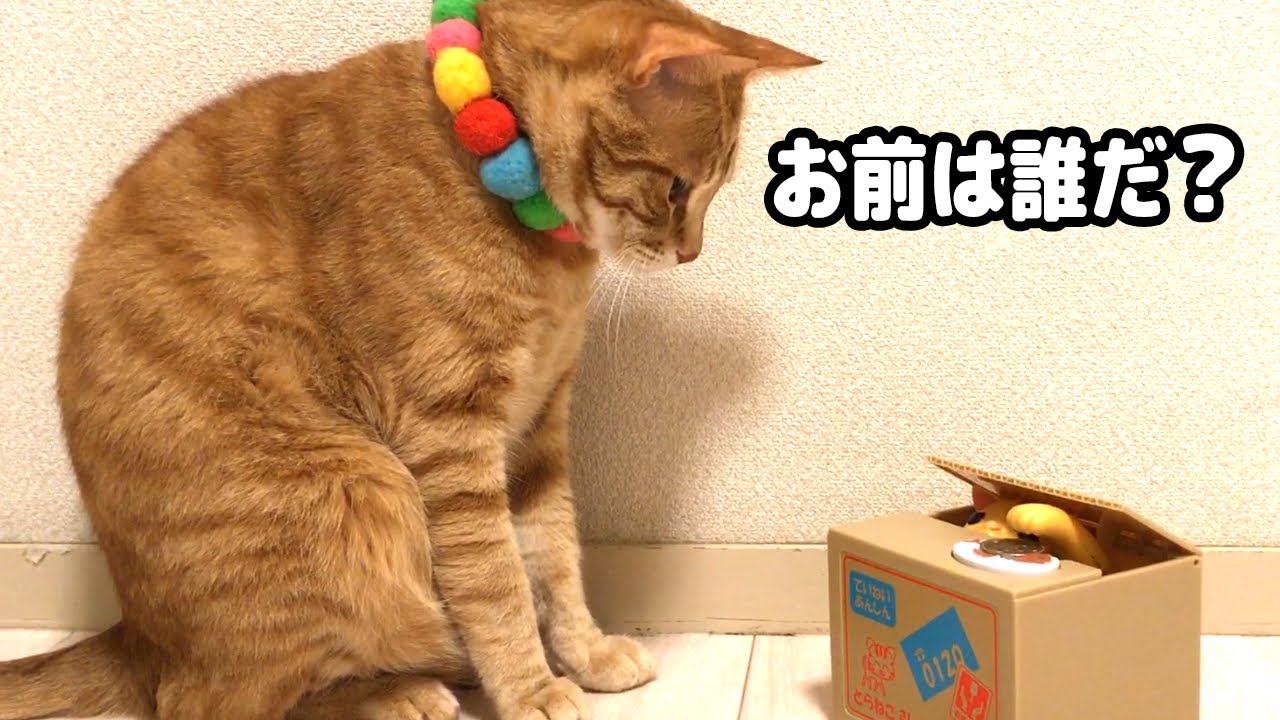 反応が面白い♪】ネコに猫貯金箱を与えてみた結果 - YouTube
