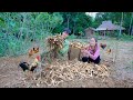 Harvest Arrowroot tubers, make Arrowroot starch in the traditional way - Building Free Life