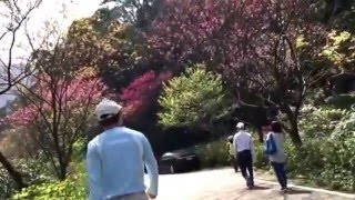 三芝區農會賞櫻團