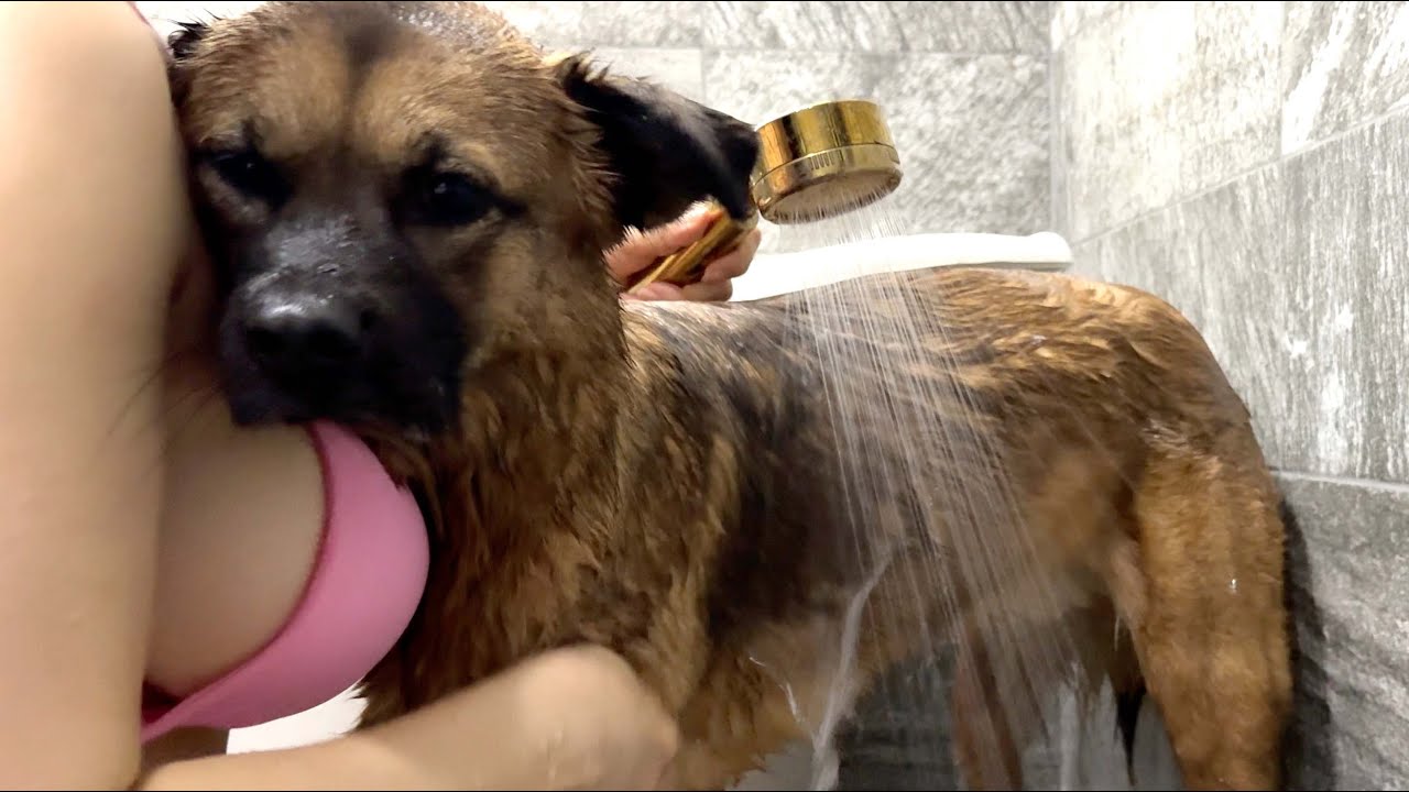 목욕을 시킨건지 당한건지 모르겠는데 일단 다 젖은 여주인..