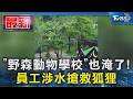 「野森動物學校」也淹了! 員工涉水搶救狐狸｜TVBS新聞 @TVBSNEWS01
