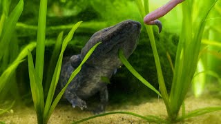 Mudpuppy Feeding Time (Necturus maculosus)