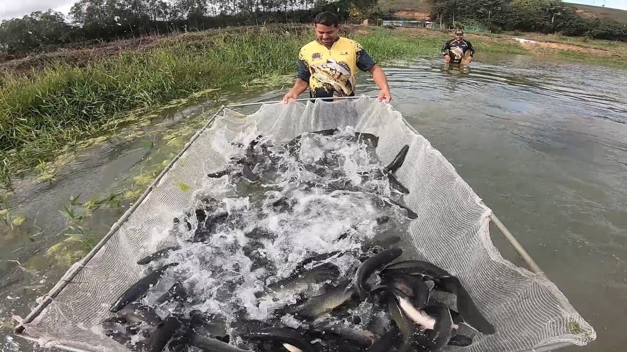 PEGAMOS UM CARDUME DE PIRARUCU NO PENEIRÃO!