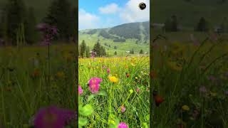 Terjebak di Antara Mimpi dan Realita