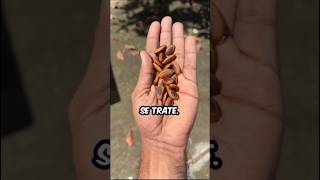 Semilla engañosa🌰👀