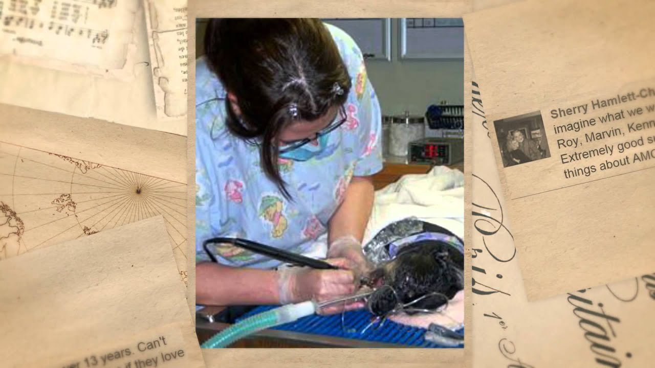 Reviews for Animal Medical Center of Lawrenceville Lawrenc YouTube