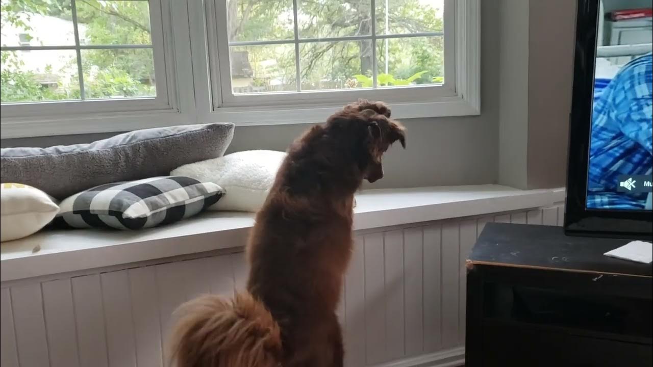 Oakley Misjudges Her Jump YouTube