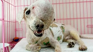 The dog with a head tumor was abandoned on the street,and three hospitals refused to treatment it