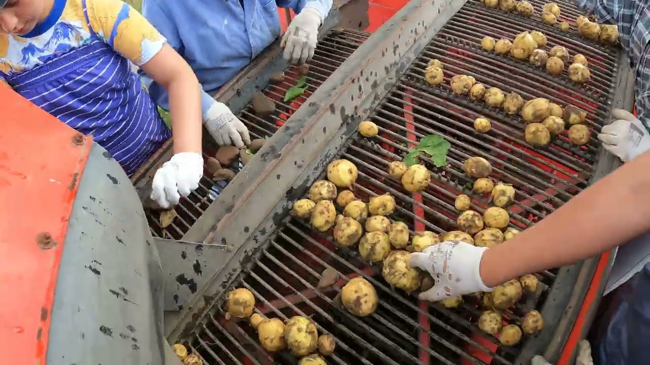 Wykopki ziemniaka wczesnego. Riviera z Agrico Polska. Grimme HL750. Podlaskie 2022