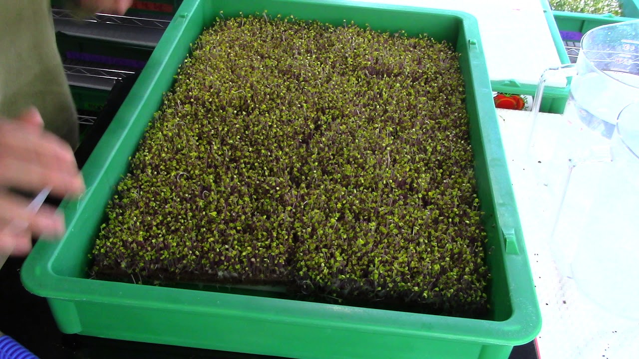 Kohlrabi Grow-A-Long Day 6 