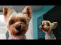 Beautiful yorkie grooming yorkshire terrier dog hairstyle transformation