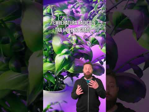 Video: Verdure idroponiche indoor – Verdure idroponiche adatte da coltivare