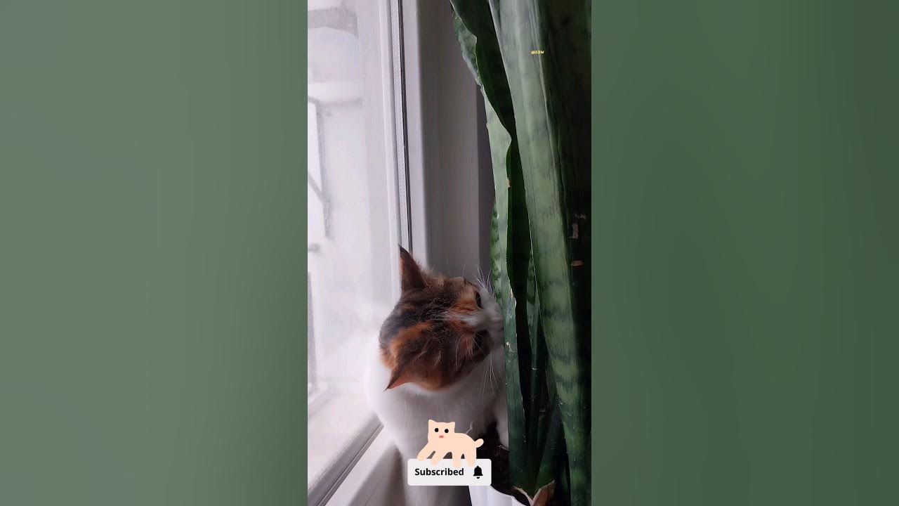 My cat pretends to eat my plants when she's mad at me.🤣🤣🤣🤣🤣🤣 shortvideo cat catlovers 