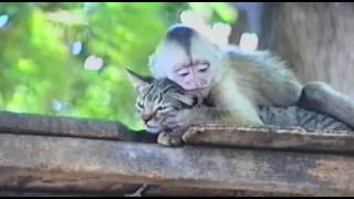 Katze und Affe
