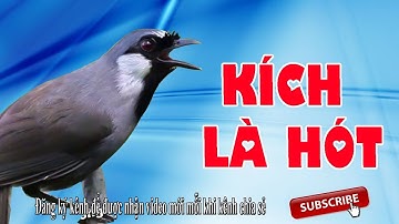 Khướu rừng hót giọng Bắt Cô Trói Cột kích bổi cực hiệu quả không tạp âm