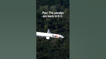 Awesome Animals: Giant Pandas Arrive at the National Zoo