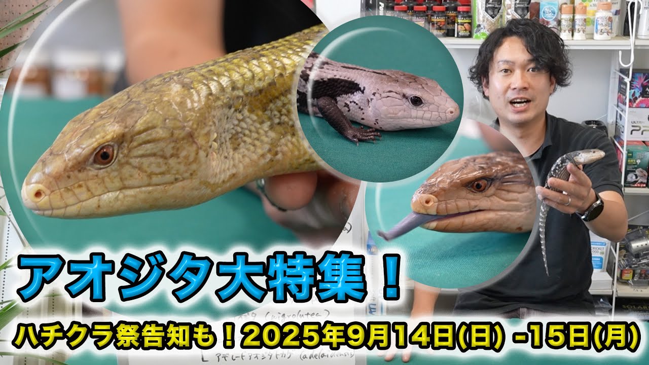 Special feature on the Japanese giant blue tongue and the Reptile