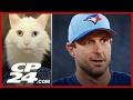 Adoptable Saskatchewan cat goes viral for uncanny Max Scherzer resemblance