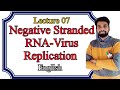 Lecture 07: Replication of Negative Stranded RNA Virus. ENGLISH.