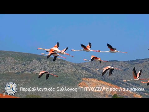 ΑΛΥΚΕΣ ΚΟΠΑΝΑ!!!! ΤΟ ΣΠΙΤΙ ΤΩΝ ΦΛΑΜΙΝΓΚΟ!!!!