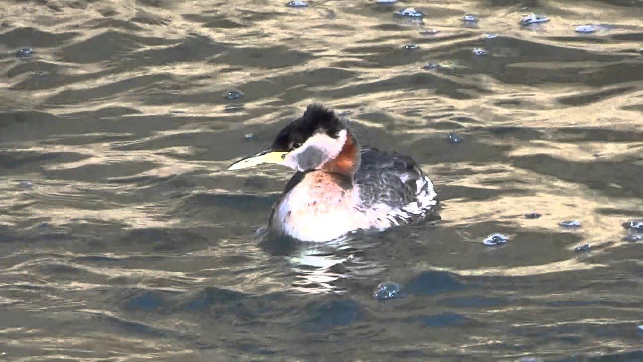 Lifer Red-necked Grebe 