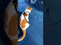 Walking my cat tiktok live highlightscat mando