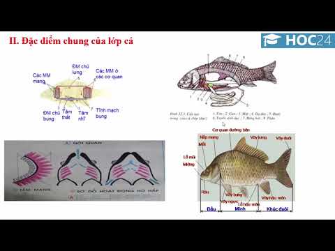Bài 34: Đa dạng và đặc điểm chung của lớp cá - Sinh học 7 - Hoc24.vn